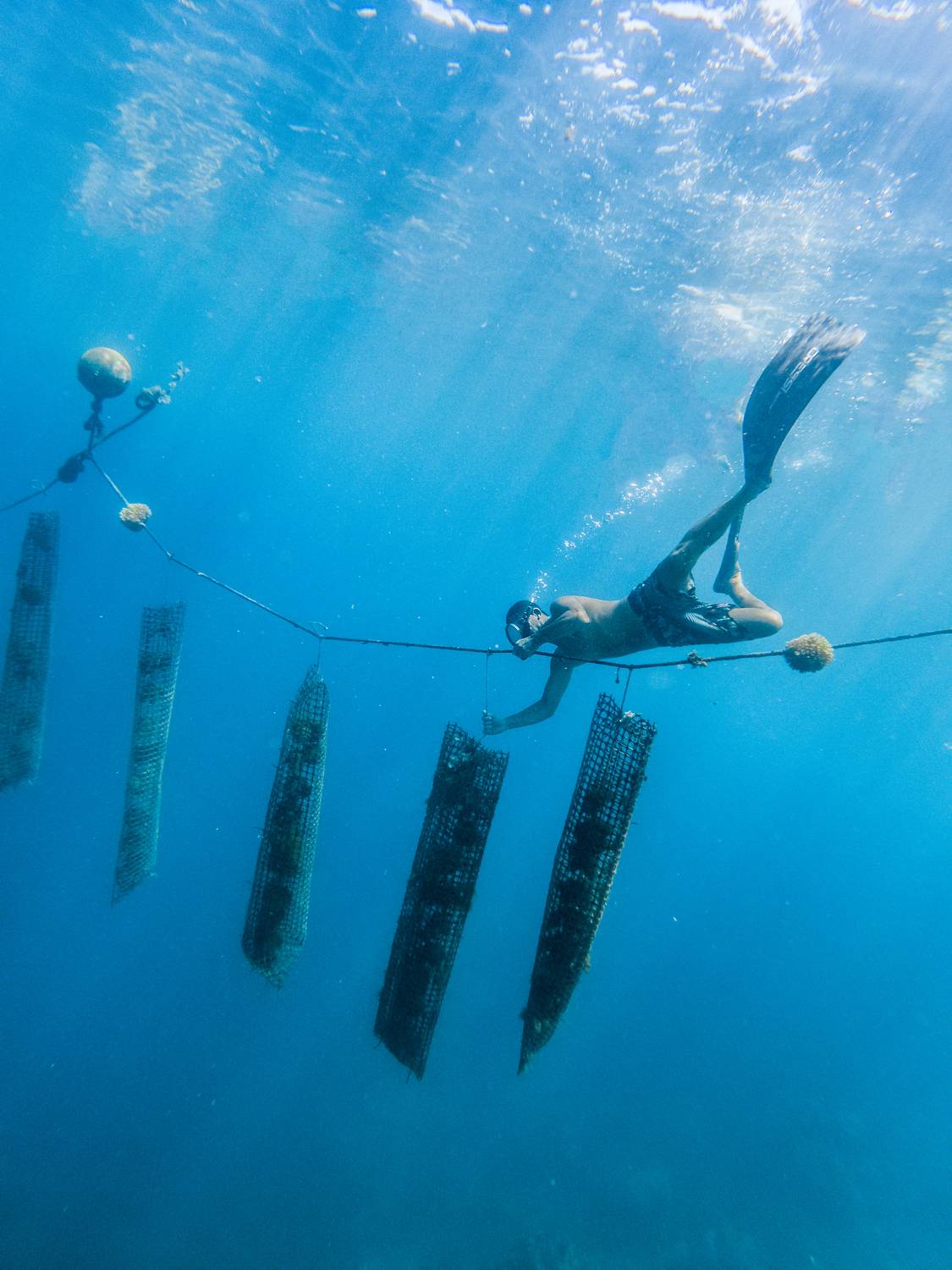 Freediver swimming along a line of underwater oyster cages