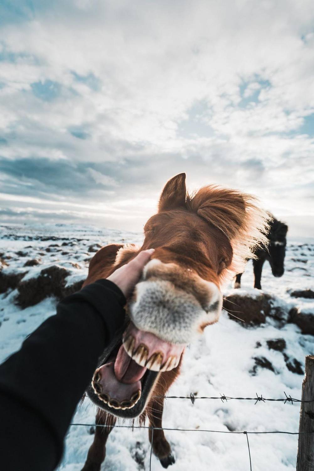 Close-up of a horse being petted in a snowy field