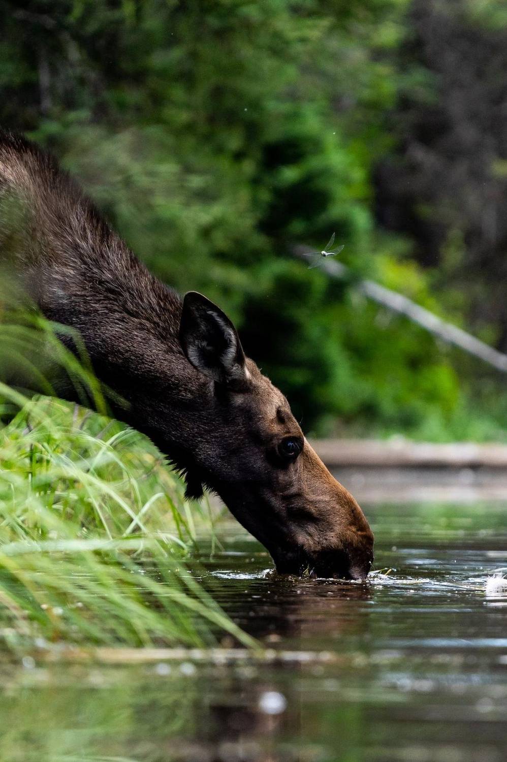 Moose drinking from a lake at the edge of the forest