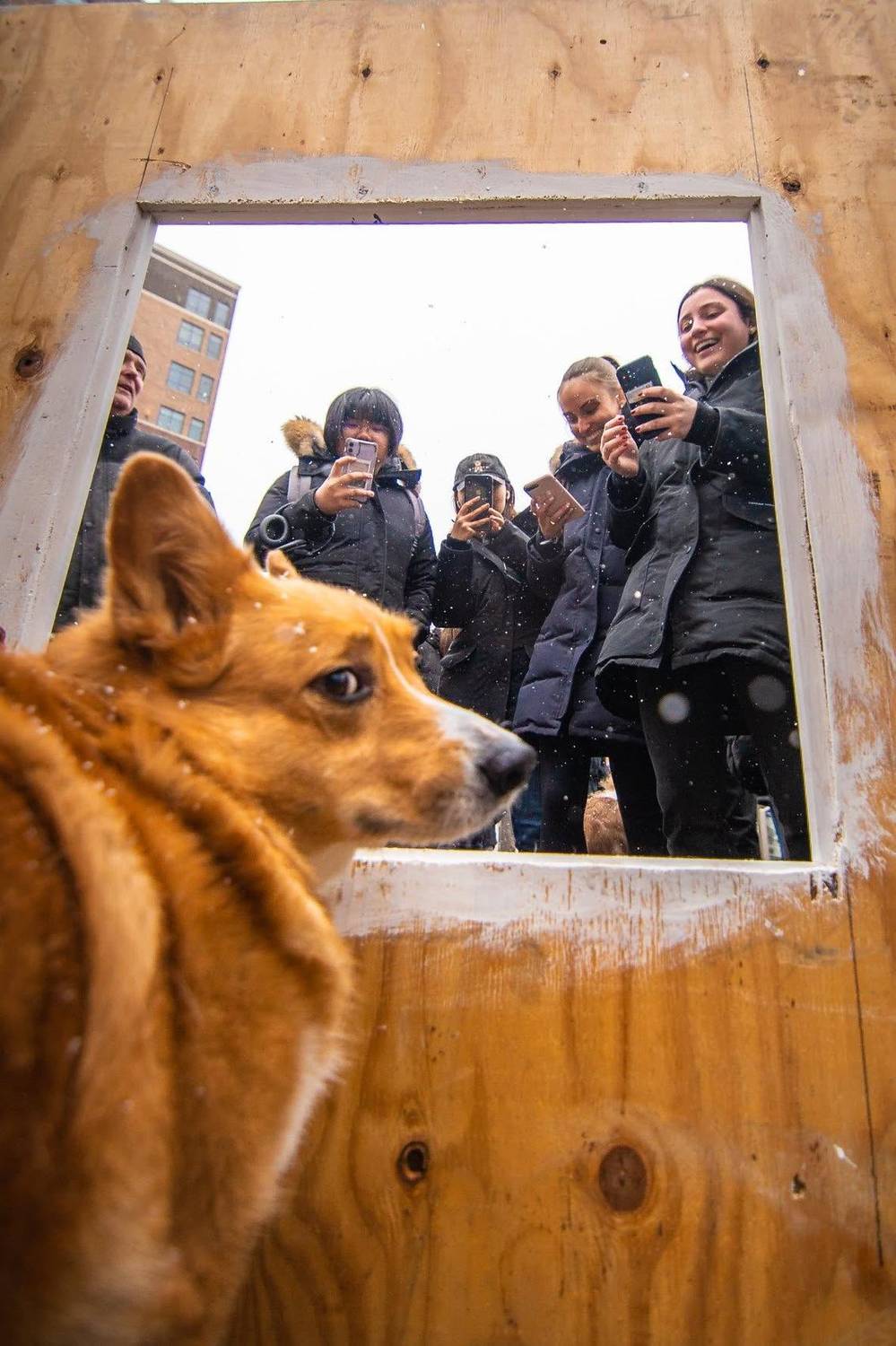 A dog looking through a wooden cutout at a crowd taking photos on their phones