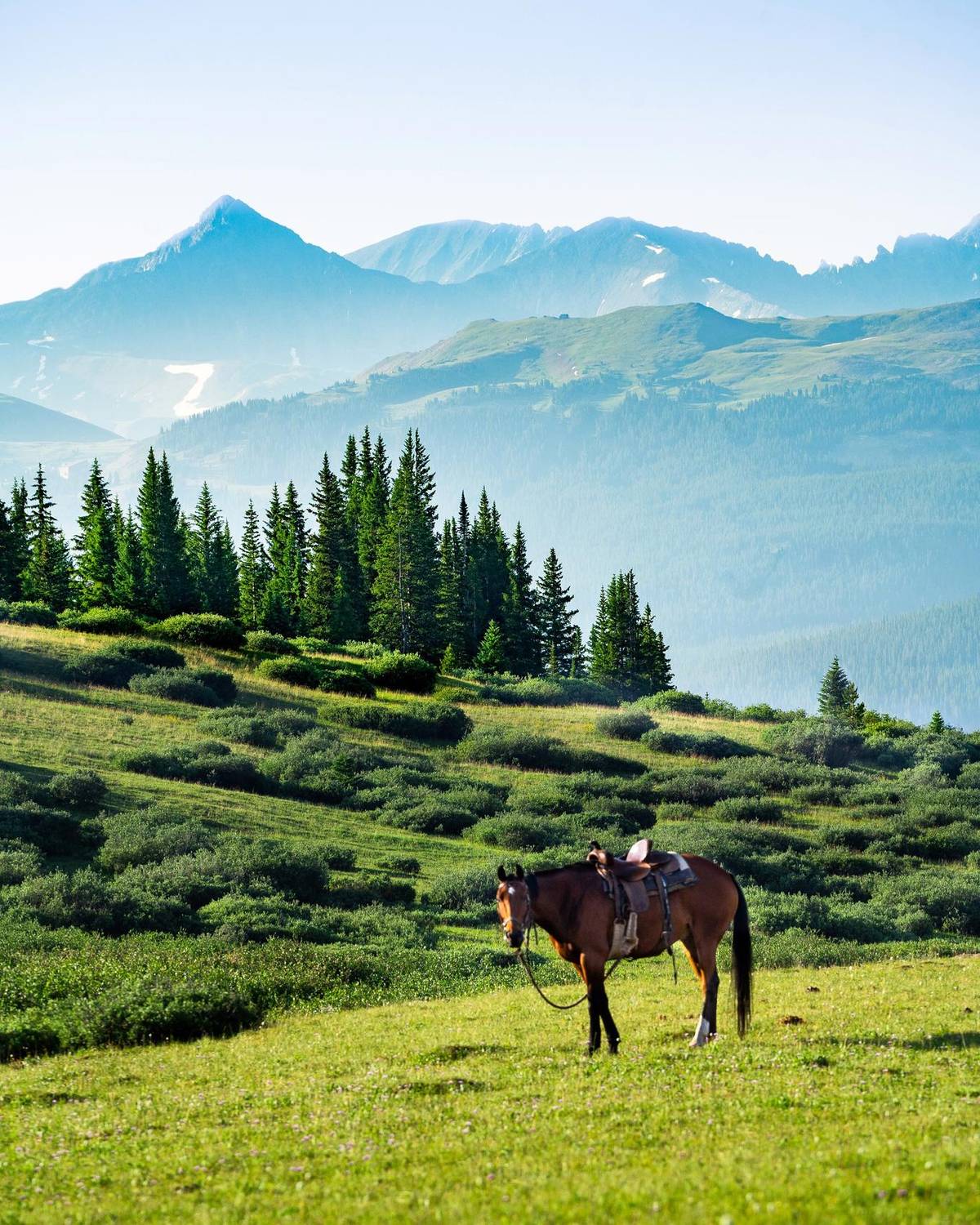 Saddled horse standing in an alpine meadow with mountains beyond