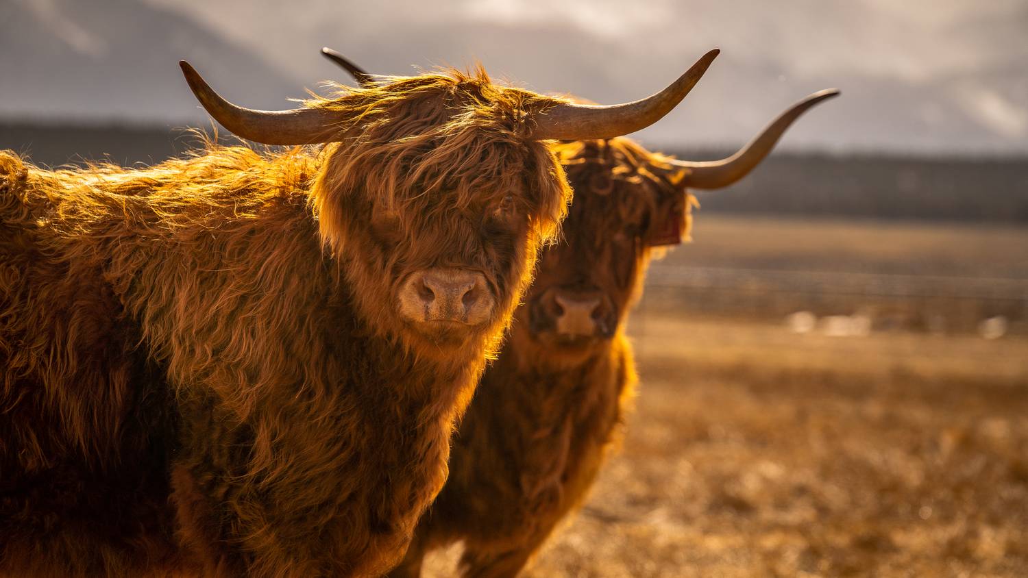 Close-up of shaggy Highland cattle backlit at golden hour