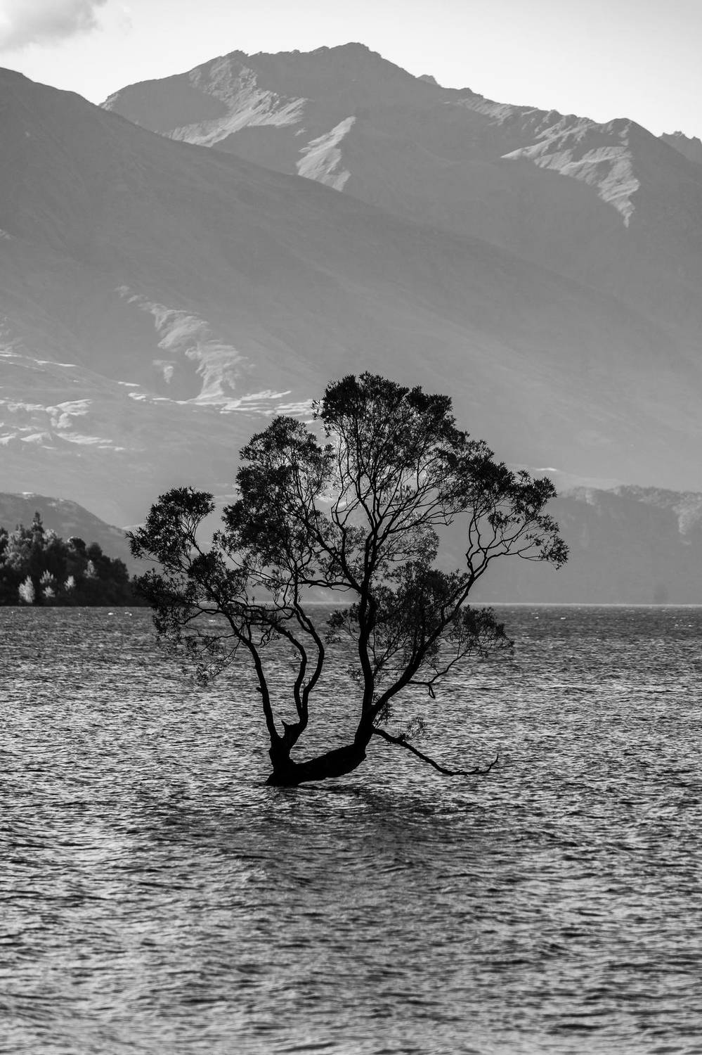 Black and white photo of a lone tree standing in a still lake