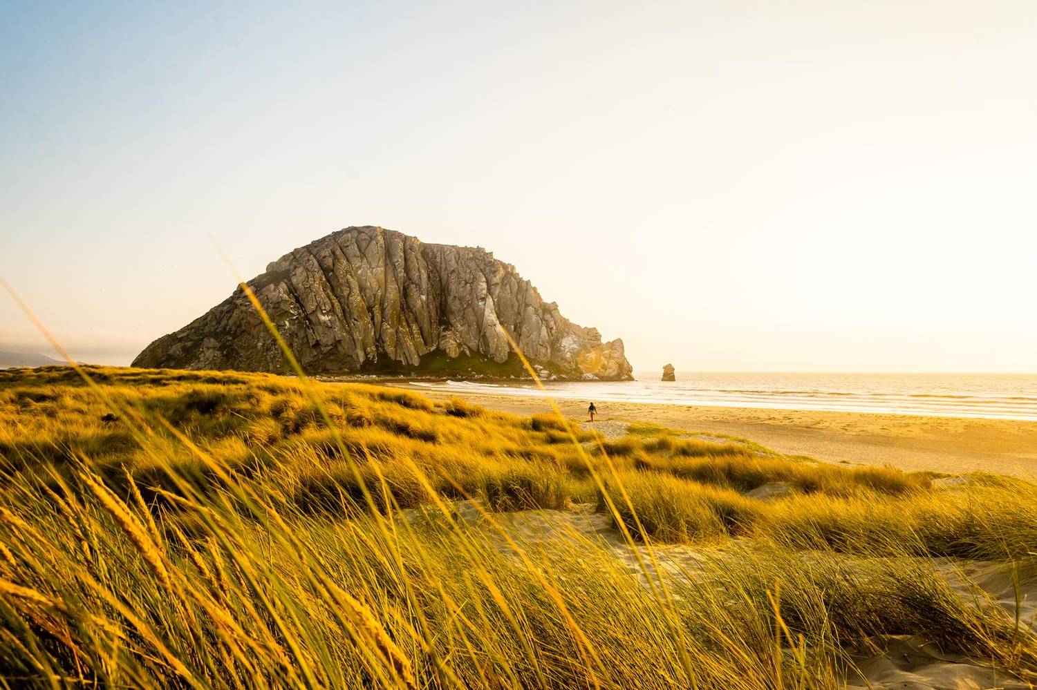 Golden beach grass leading toward Morro Rock at sunset