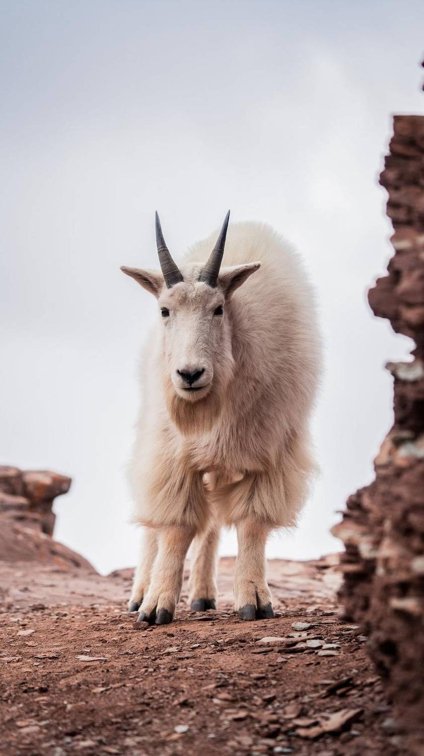 Mountain goat standing on a rocky outcrop