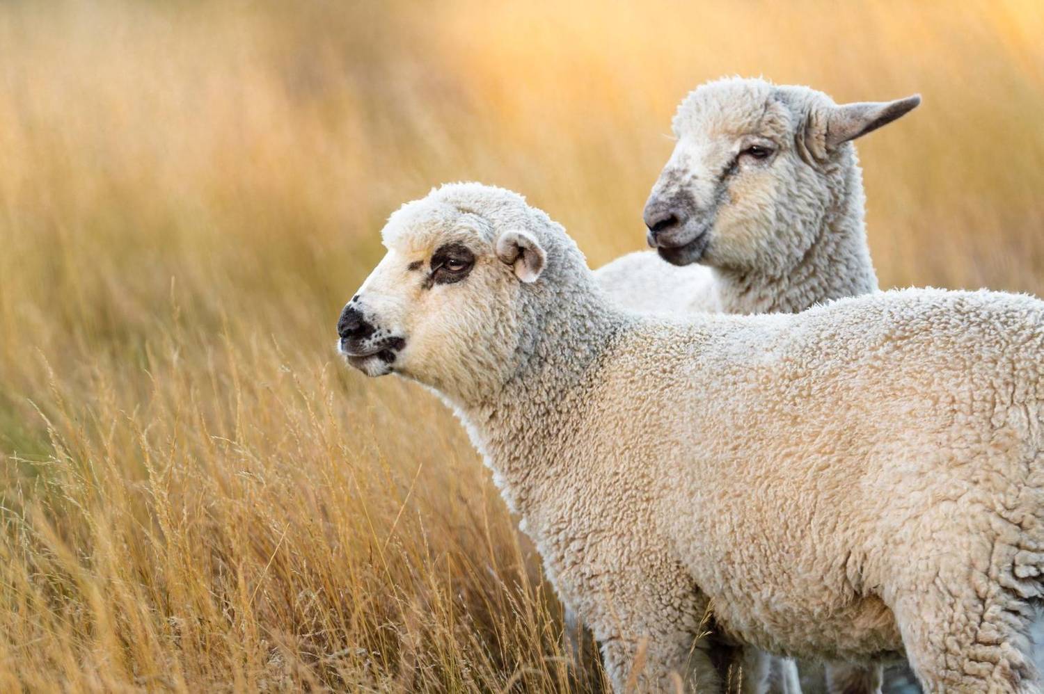 Two sheep in a golden grass field