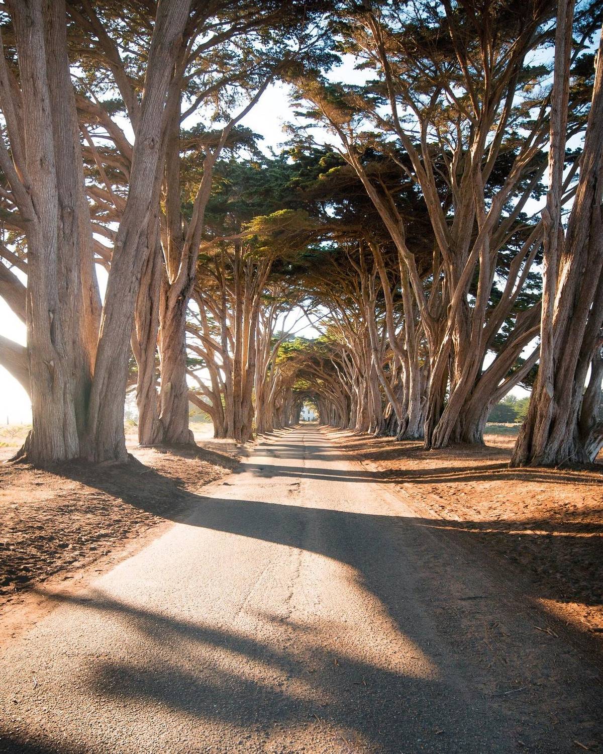 Sunlit road tunneling beneath a canopy of wind-swept trees